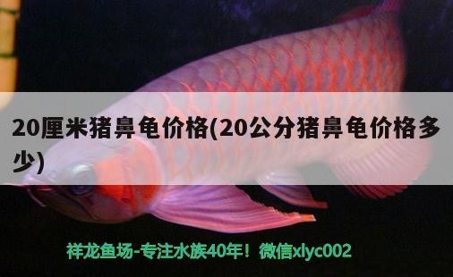 20厘米豬鼻龜價(jià)格(20公分豬鼻龜價(jià)格多少)