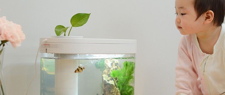 玻璃魚缸造景綠蘿：如何利用魚缸水養殖綠蘿