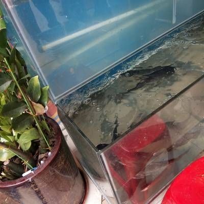 玻璃魚缸開裂如何修補好：如何修補玻璃魚缸的裂痕 玻璃魚缸開裂如何修補好：如何修補玻璃魚缸的裂痕 魚缸百科 第2張