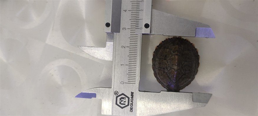 先剃刀第 33 天 先剃刀第 33 天 龍魚論壇 第1張