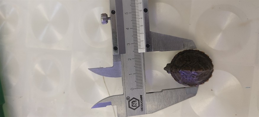 先剃刀第 33 天 先剃刀第 33 天 龍魚論壇 第2張