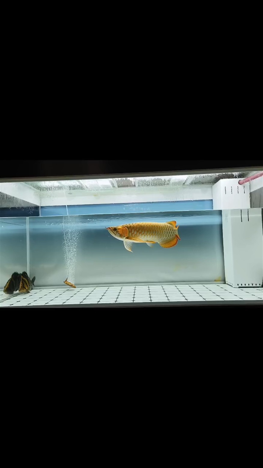 一不小心養了兩年