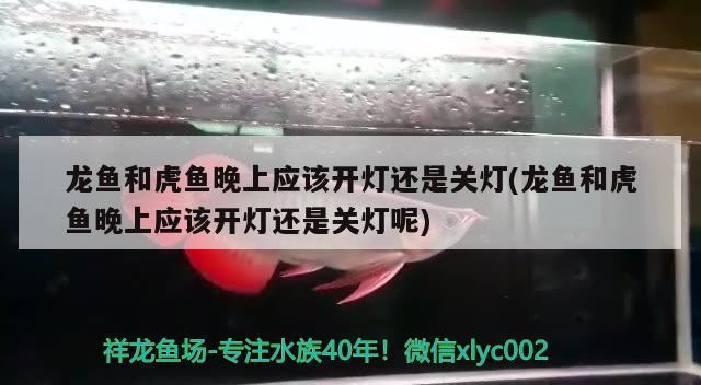 紅龍魚 龍魚和虎魚晚上應(yīng)該開燈還是關(guān)燈(龍魚和虎魚晚上應(yīng)該開燈還是關(guān)燈呢) 虎魚百科 龍魚和虎魚晚上應(yīng)該開燈還是關(guān)燈(龍魚和虎魚晚上應(yīng)該開燈還是關(guān)燈呢) 龍魚和虎魚晚上應(yīng)該開燈還是關(guān)燈(龍魚和虎魚晚上應(yīng)該開燈還是關(guān)燈呢) 虎魚百科