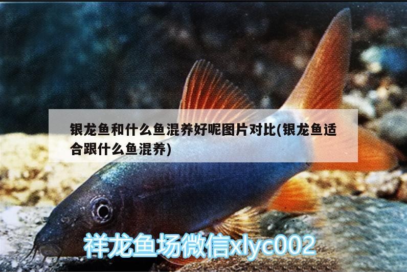 銀龍魚和什么魚混養好呢圖片對比(銀龍魚適合跟什么魚混養)