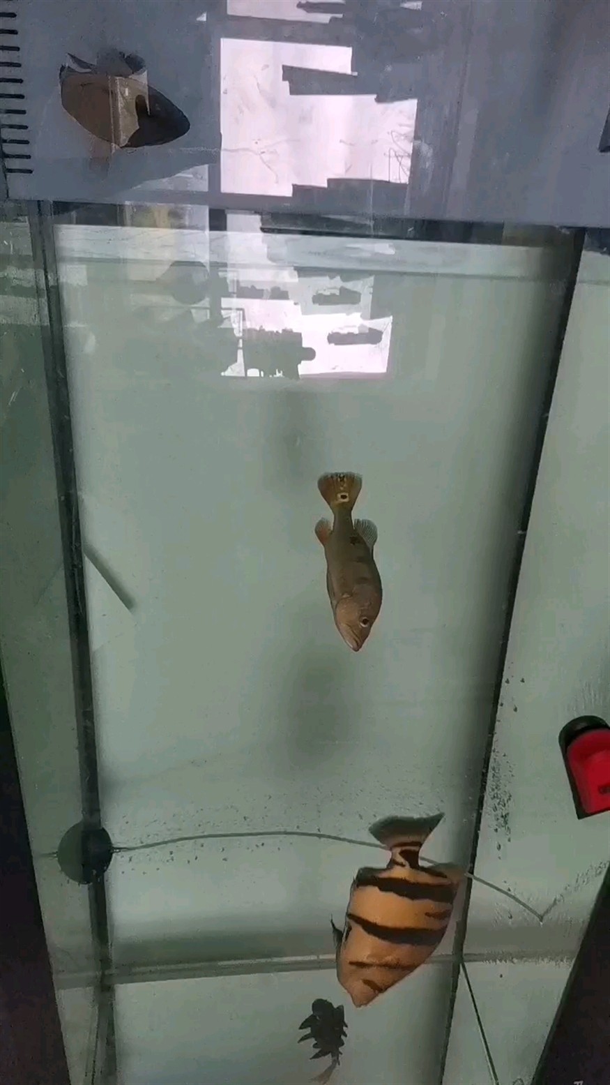 更新了 更新了 龍魚論壇