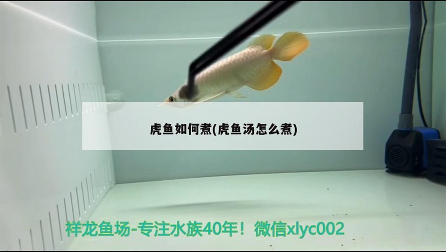 虎魚如何煮(虎魚湯怎么煮)