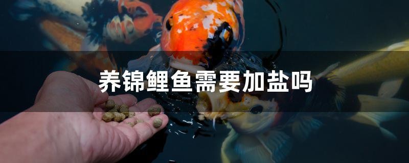 養錦鯉魚需要加鹽嗎