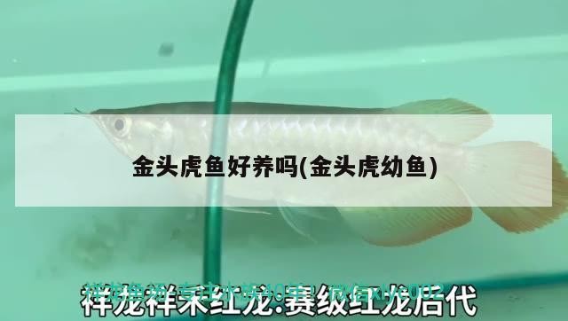 金頭虎魚好養嗎(金頭虎幼魚)