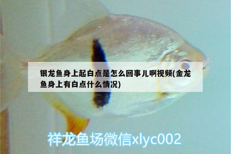 銀龍魚身上起白點(diǎn)是怎么回事兒啊視頻(金龍魚身上有白點(diǎn)什么情況)