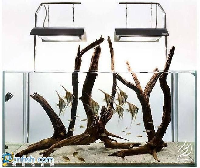 大型原生魚缸造景教學(xué)視頻全集：原生缸造景基礎(chǔ)知識(shí)