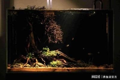大型原生魚缸造景教學(xué)視頻全集：原生缸造景基礎(chǔ)知識(shí)