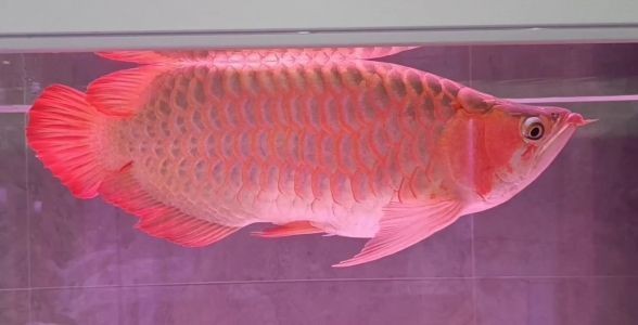 戰車紅龍魚是什么意思：戰車紅龍魚對一類具有特定體型特征的紅龍魚是對一類特征的紅龍魚