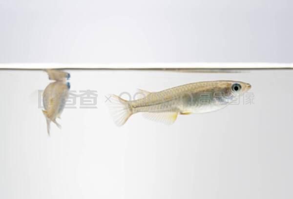 白色的魚缸底用什么顏色:如何選擇魚缸底色 魚缸百科 第2張 白色的魚缸底用什么顏色:如何選擇魚缸底色 白色的魚缸底用什么顏色:如何選擇魚缸底色 魚缸百科 第2張