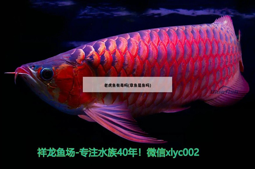 老虎魚有毒嗎(章魚是魚嗎)