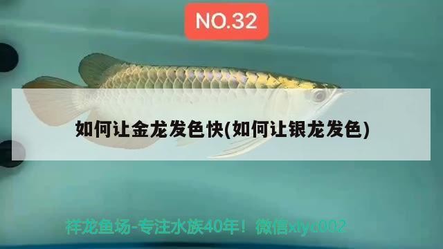 如何讓金龍發(fā)色快(如何讓銀龍發(fā)色)