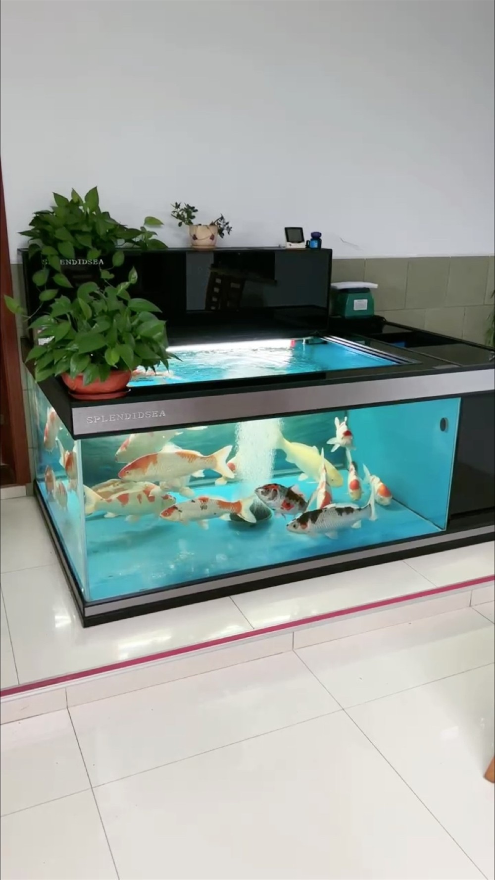 水清魚亮 水清魚亮 龍魚論壇