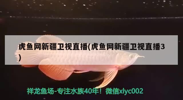 虎魚網新疆衛視直播(虎魚網新疆衛視直播3)