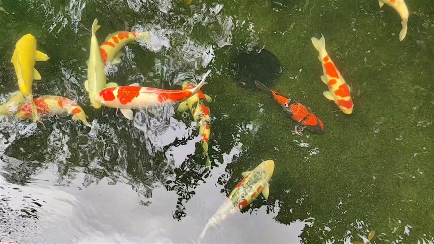 秋天的魚池