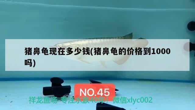 豬鼻龜現在多少錢(豬鼻龜的價格到1000嗎)