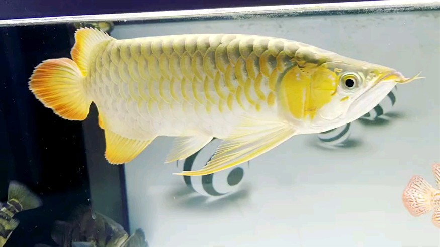 9.24，停燈半個月的狀態(tài)
