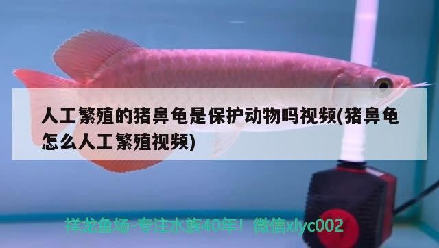 人工繁殖的豬鼻龜是保護動物嗎視頻(豬鼻龜怎么人工繁殖視頻)
