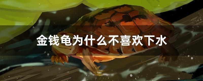 金錢龜為什么不喜歡下水