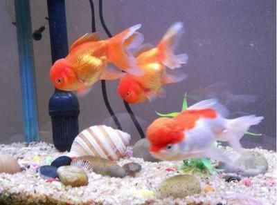 大魚缸養(yǎng)什么魚合適：大魚缸養(yǎng)魚的建議
