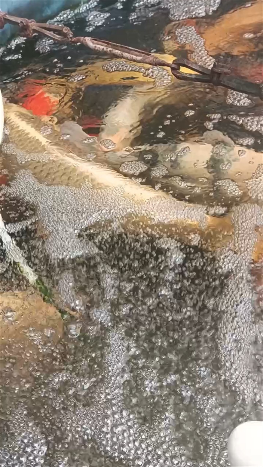 水溫22度狀態不錯
