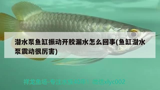 潛水泵魚缸振動(dòng)開膠漏水怎么回事(魚缸潛水泵震動(dòng)很厲害)