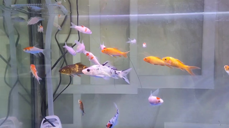 開缸第五天