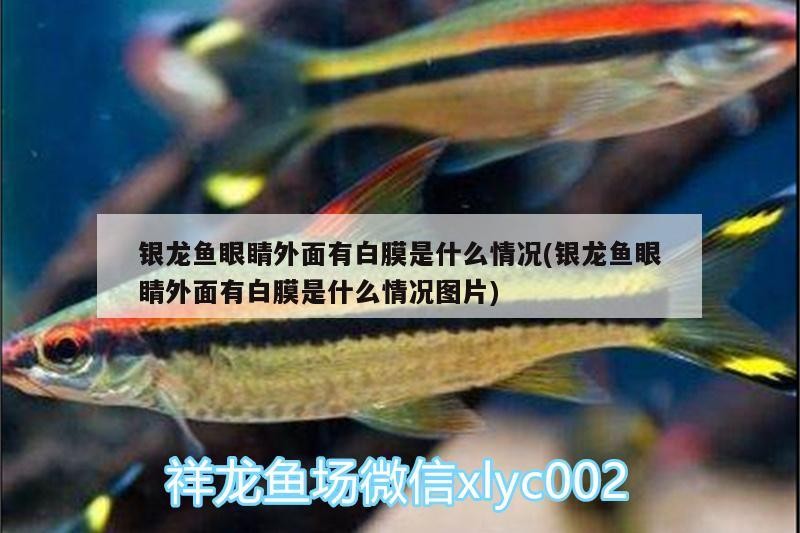 銀龍魚眼睛外面有白膜是什么情況(銀龍魚眼睛外面有白膜是什么情況圖片)