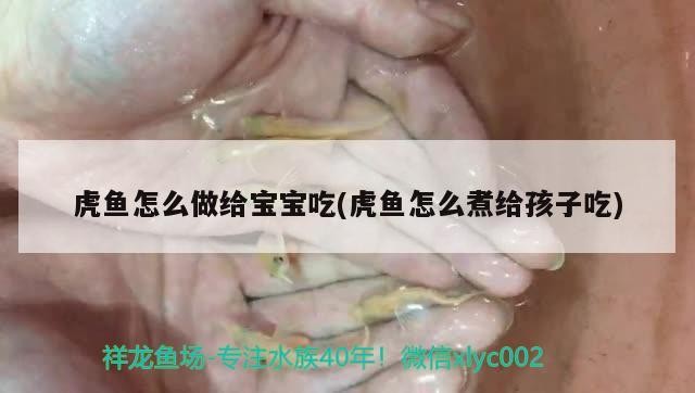 虎魚怎么做給寶寶吃(虎魚怎么煮給孩子吃) 虎魚怎么做給寶寶吃(虎魚怎么煮給孩子吃) 虎魚百科
