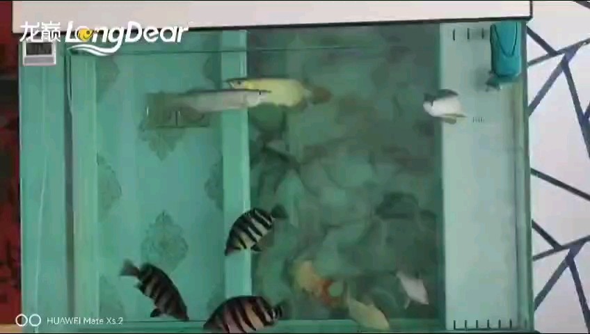 轉發176