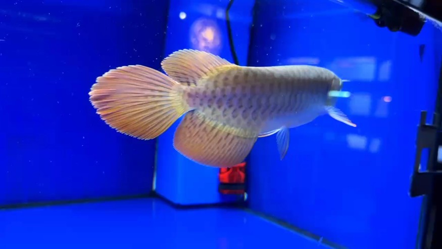 圣塔倫大湖魚 尺寸25/26 七鰭張力強 大鰭大尾 前鰭過腹 自然下掛