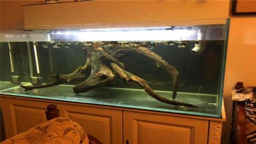沉木魚缸適合養什么魚好看：南美缸造景適合養神仙魚、七彩魚、七彩魚、南美短鯛等