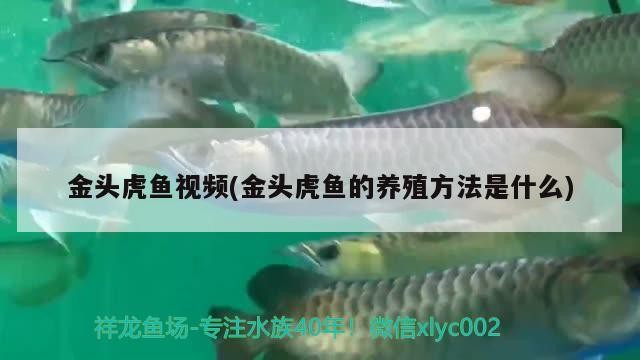 紅龍魚用黃燈烤有用嗎 金頭虎魚視頻(金頭虎魚的養殖方法是什么) 虎魚百科 金頭虎魚視頻(金頭虎魚的養殖方法是什么) 金頭虎魚視頻(金頭虎魚的養殖方法是什么) 虎魚百科