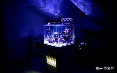 玻璃魚缸漏了怎么粘：如何修復玻璃魚缸的漏點