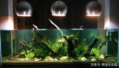 玻璃魚缸漏了怎么粘：如何修復玻璃魚缸的漏點