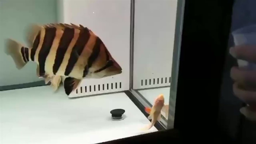 桂林水族館虎魚吃食