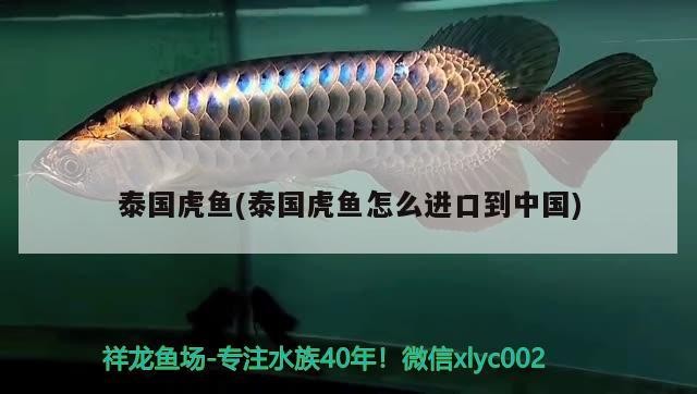 泰國(guó)虎魚(泰國(guó)虎魚怎么進(jìn)口到中國(guó))