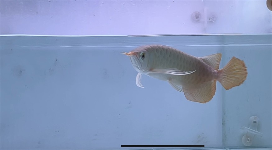 隨手拍！ 隨手拍！ 龍魚論壇 第1張