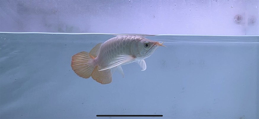 隨手拍！ 隨手拍！ 龍魚論壇 第5張