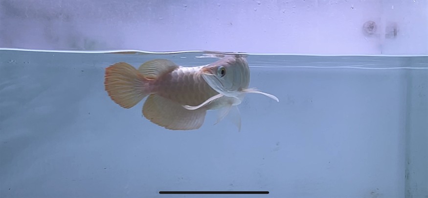 隨手拍！ 隨手拍！ 龍魚論壇 第6張