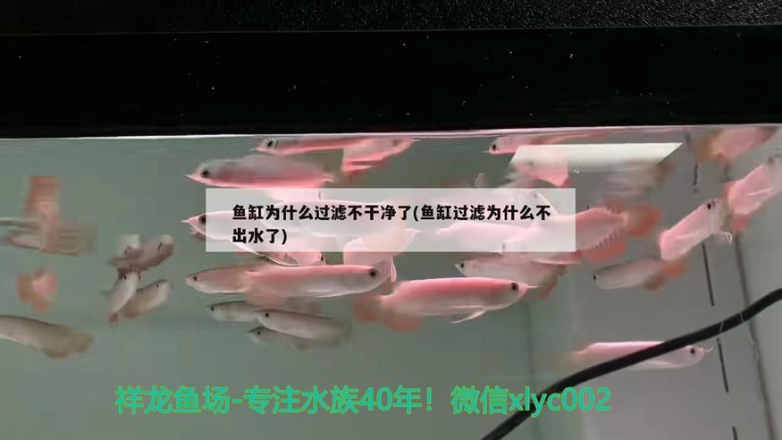 魚缸為什么過濾不干凈了(魚缸過濾為什么不出水了)