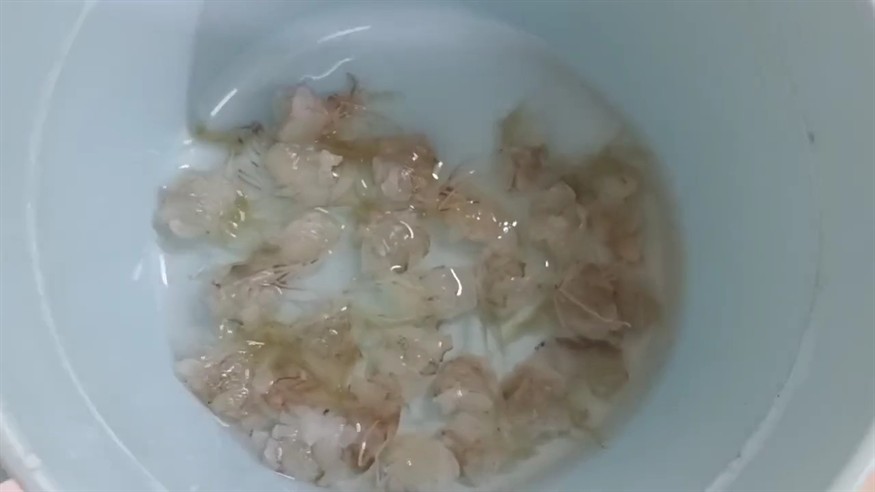 魚
