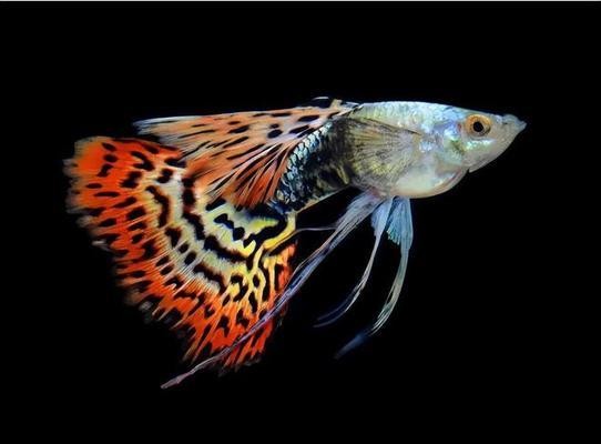 森森XN系列低水位過濾器（森森底濾魚缸水位控制）