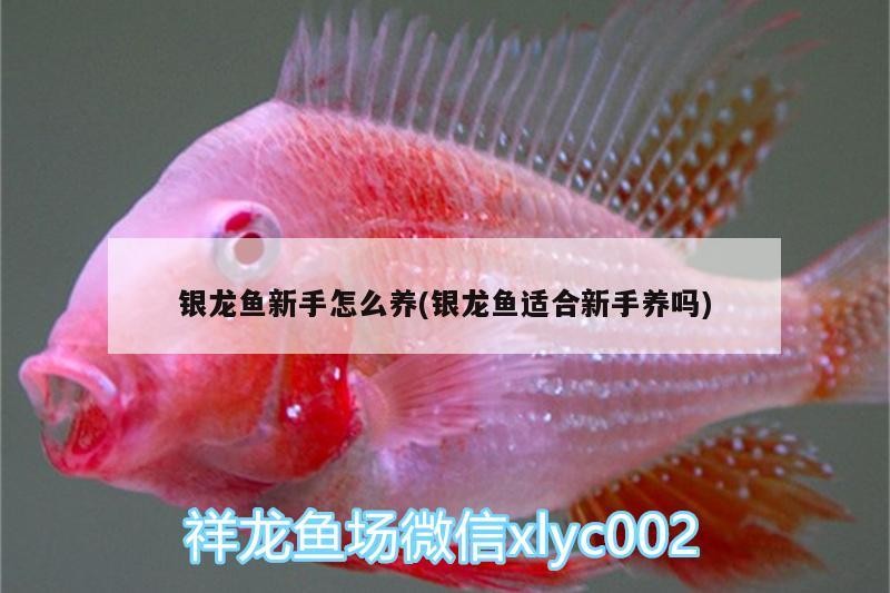 銀龍魚新手怎么養(yǎng)(銀龍魚適合新手養(yǎng)嗎) 銀龍魚新手怎么養(yǎng)(銀龍魚適合新手養(yǎng)嗎) 銀龍魚百科