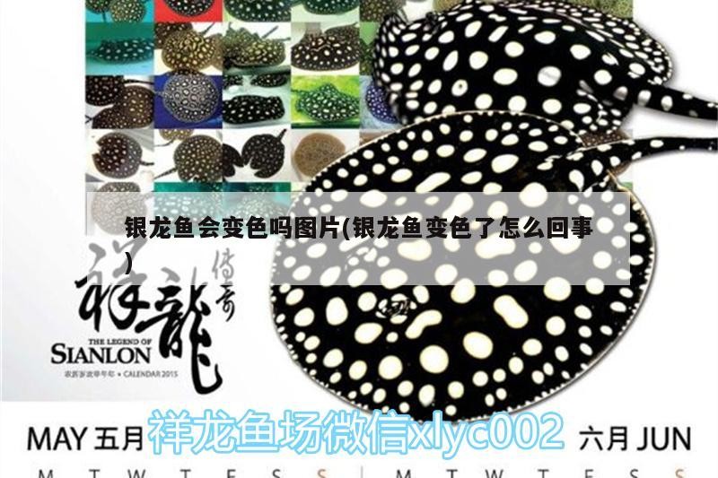 銀龍魚會變色嗎圖片(銀龍魚變色了怎么回事)