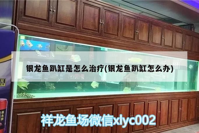 銀龍魚(yú)趴缸是怎么治療(銀龍魚(yú)趴缸怎么辦)