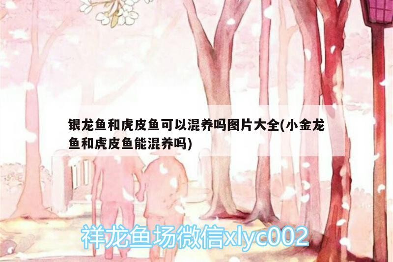 銀龍魚和虎皮魚可以混養(yǎng)嗎圖片大全(小金龍魚和虎皮魚能混養(yǎng)嗎)